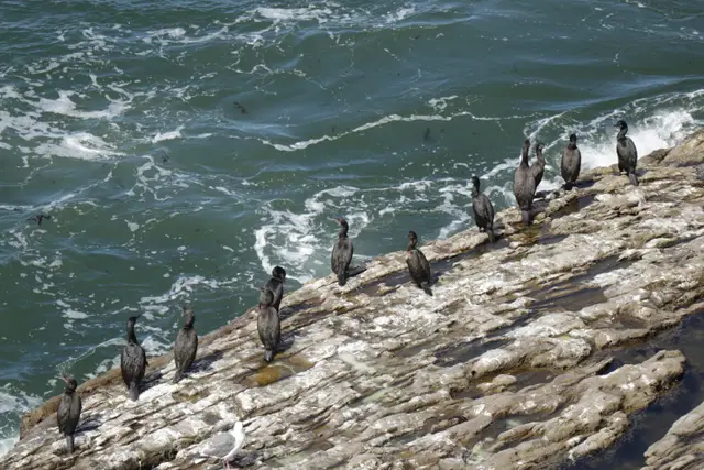 A line of dark cormorants standing on a pale sandstone ledge above churning green water.