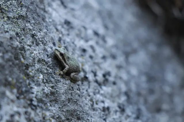 A small gray frog on speckled granite, the rest of the frame soft and out of focus.