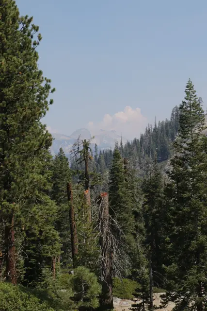 Tall pines and a dead snag framing distant granite peaks under a hazy sky.