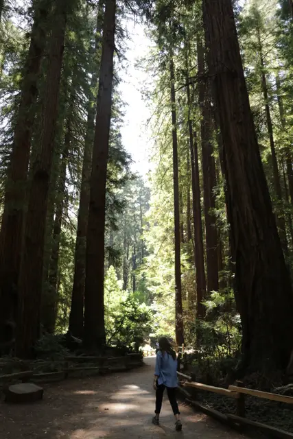 A person walking a path between towering redwood trunks.