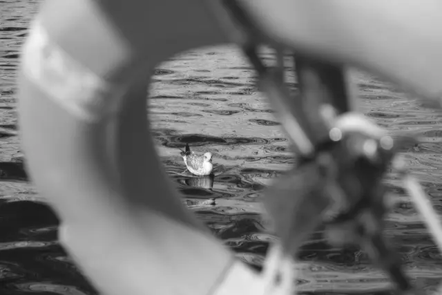 A gull floating on the water, framed by a life ring.