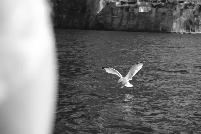 A gull lifting off the water below a cliff.