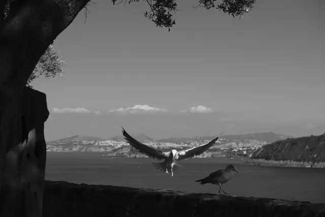 A gull landing on the wall with its wings spread.