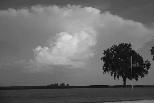 Black and white: a towering thunderhead rising behind a lone tree in a flat field.