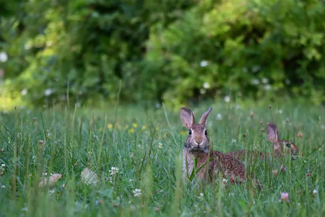 Two cottontail rabbits sitting in long grass and clover, a green hedge behind.