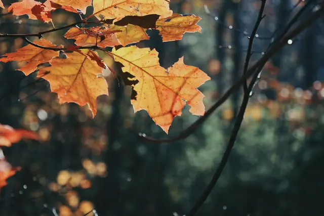 Backlit orange and yellow oak leaves on a branch, the forest dark and blurred behind.