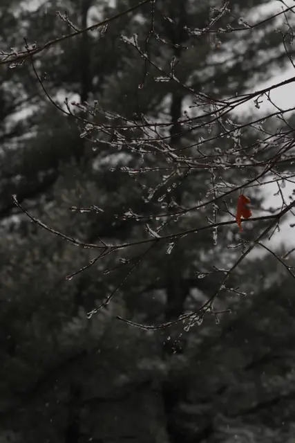 A red cardinal half hidden among the branches of a snowy pine.
