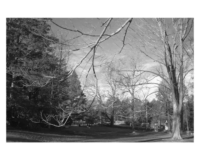 Black and white: bare trees over a wide lawn in front of a wooded edge.