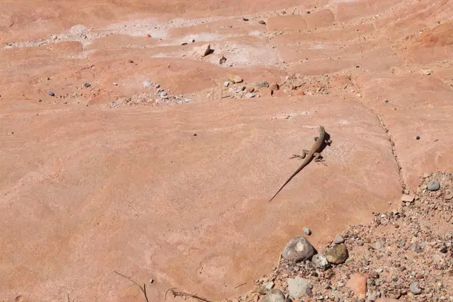 A small lizard on smooth pink sandstone, pebbles scattered around it.