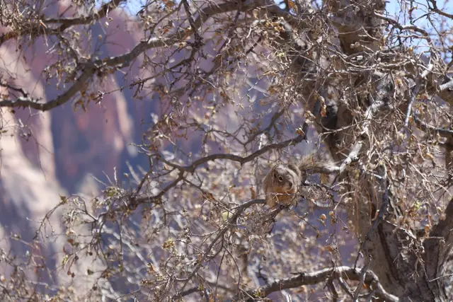 Bare twisted branches in front of a pink canyon wall.